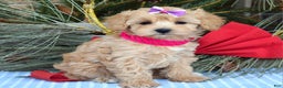 Maltipoo dogs for sale: Lainey - Ad 6