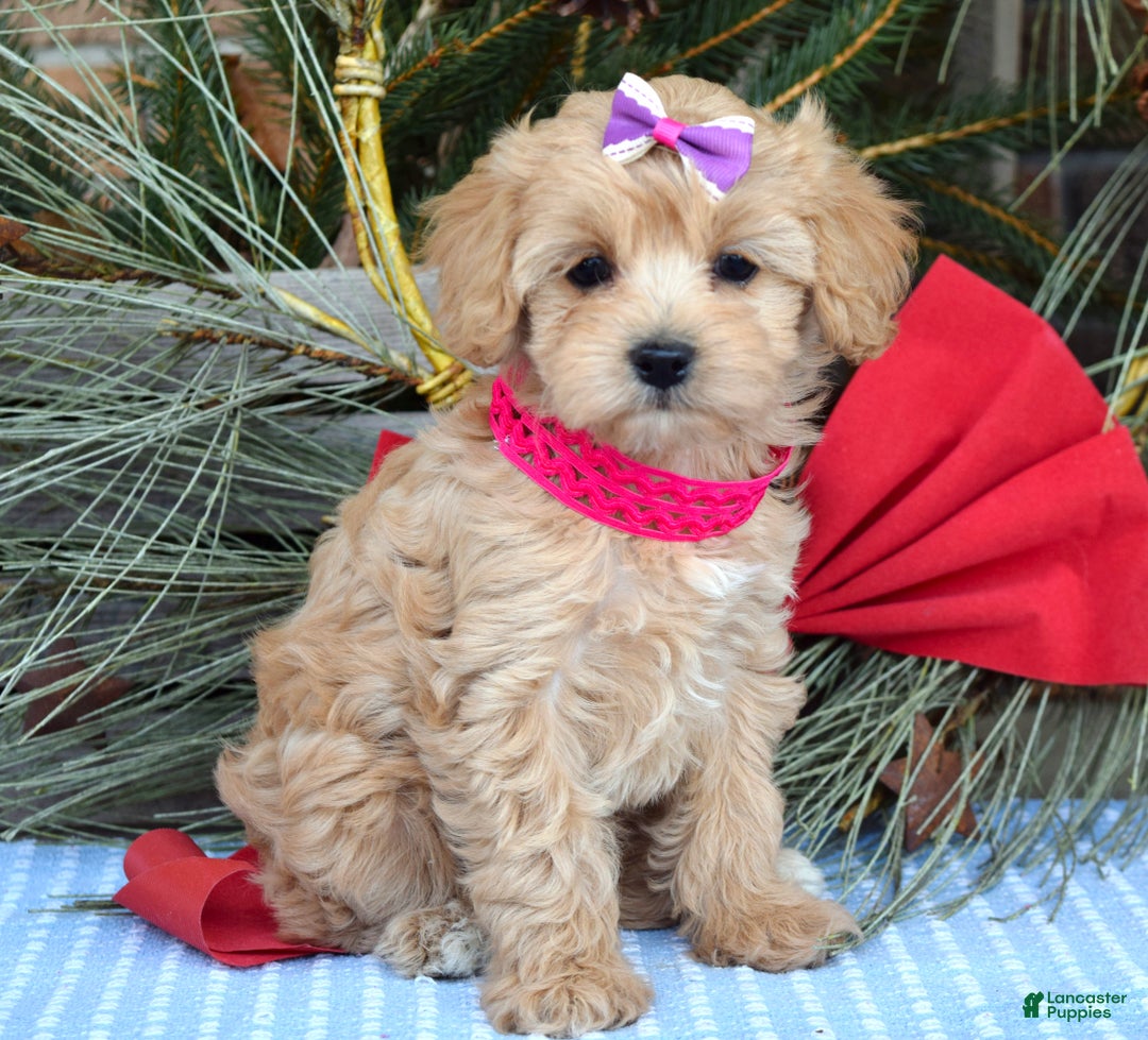 Maltipoo dogs for sale: Lainey - Ad 6
