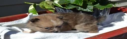 Pomeranian dogs for sale: Warrior - Ad 3