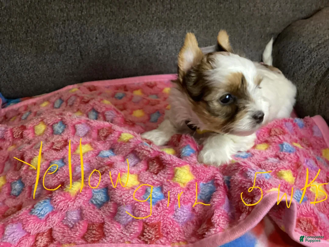 Biewer Terrier dogs for sale: Biewer Terrier Puppy 3 - Ad 1