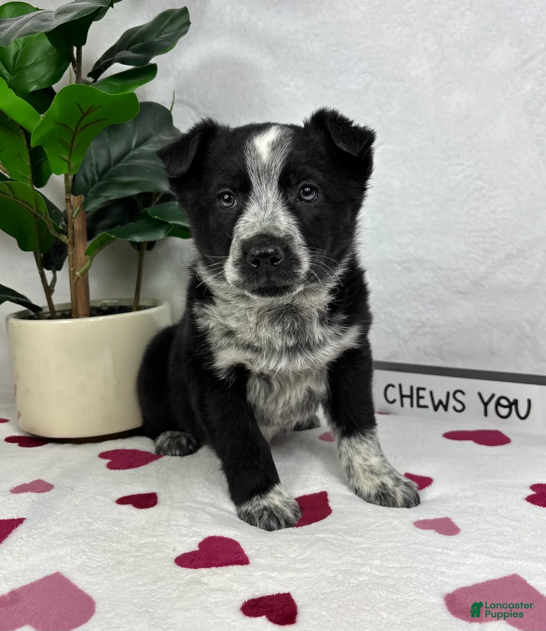 Mixed Breed dogs for sale: Marco - Ad 5