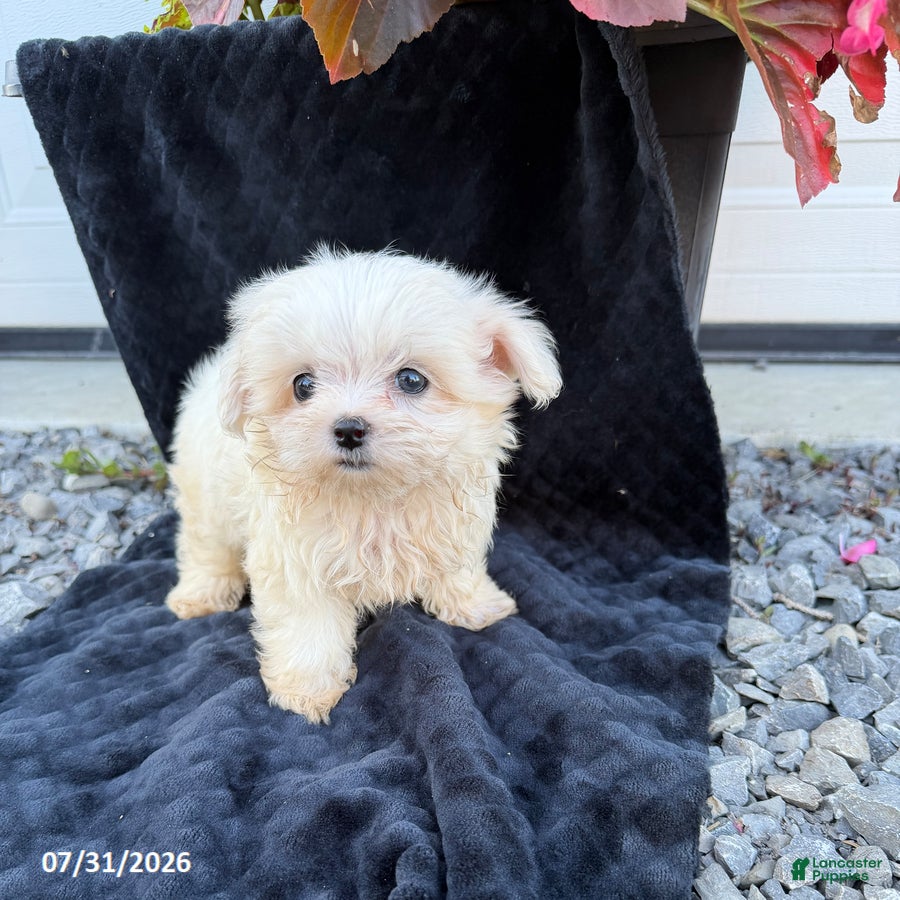 Maltese dogs Aaron - Ad 2