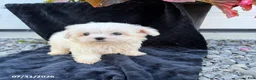 Maltese dogs for sale: Aaron - Ad 2