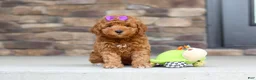 Mini Goldendoodle dogs for sale: Vanessa - Ad 7