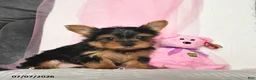 Yorkshire Terrier dogs for sale: Lizzy  - Ad 4