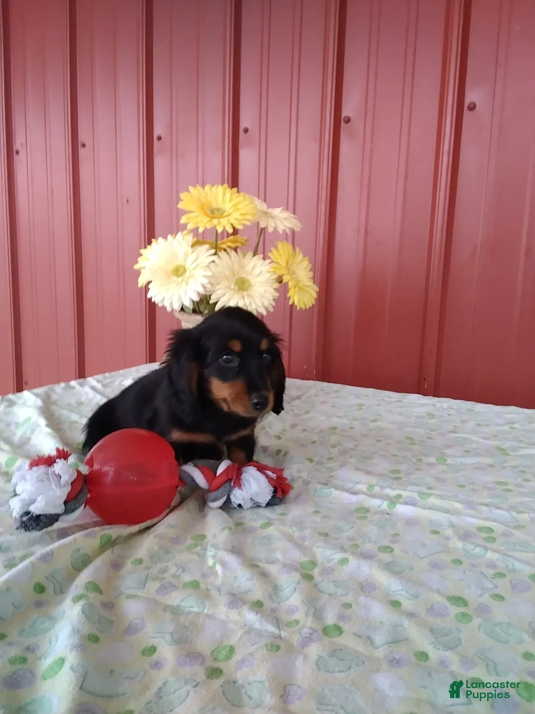 Miniature Dachshund dogs for sale: Felix - Ad 2