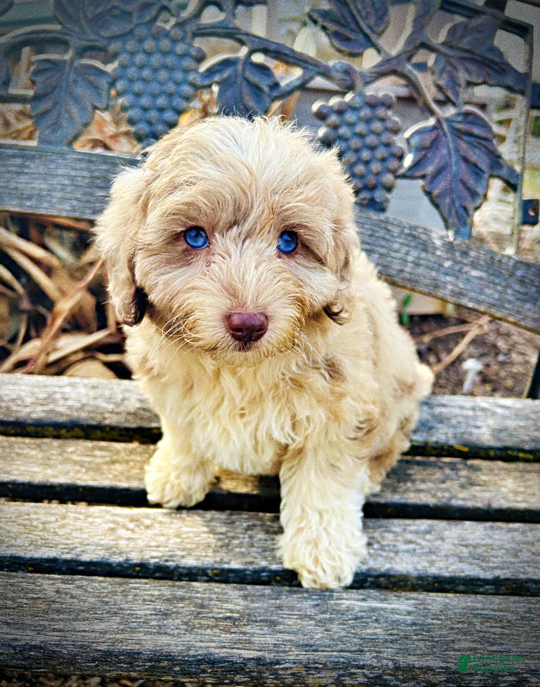 Havapoo dogs for sale: Willow - Ad 8