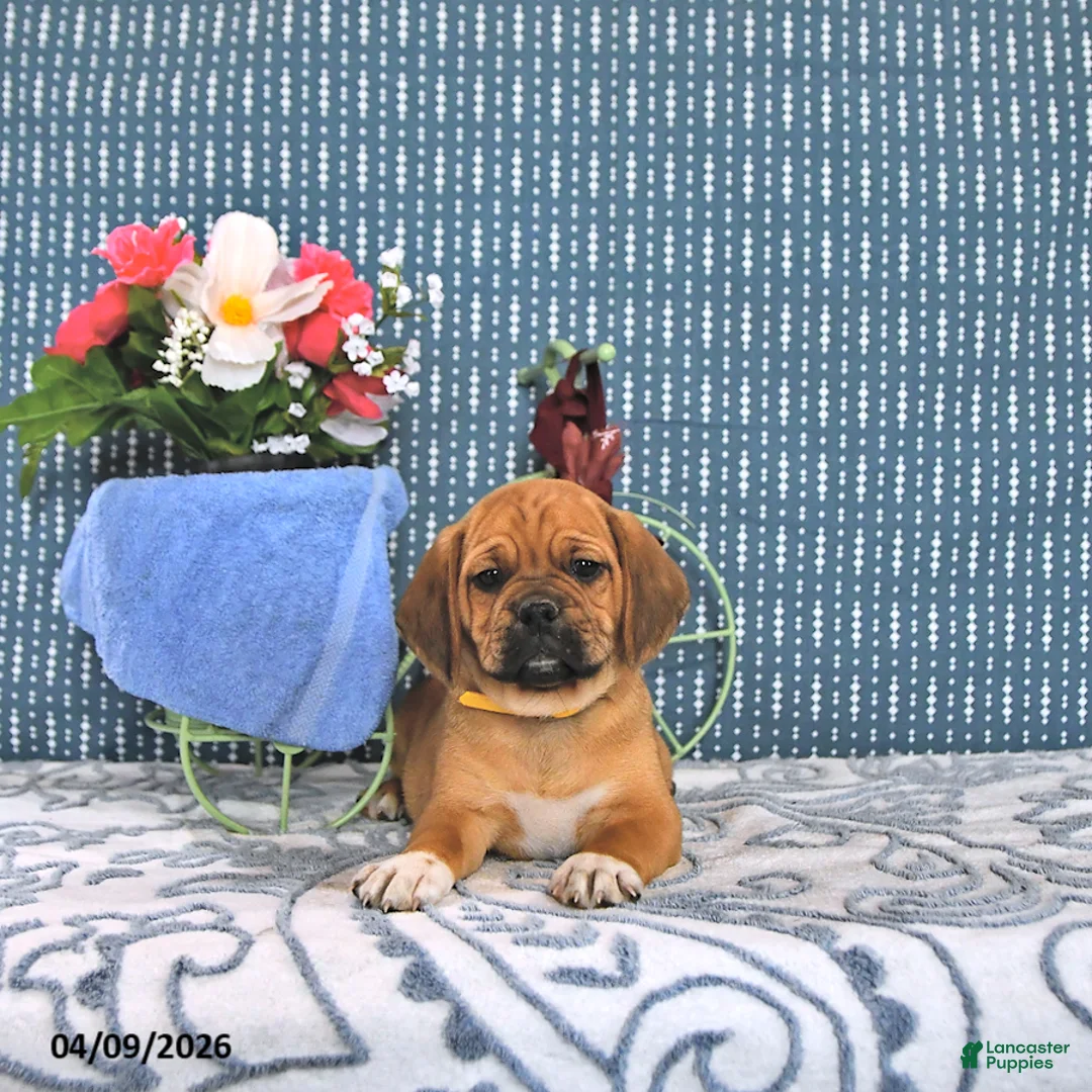 Puggle dogs for sale: Quentin - Ad 2