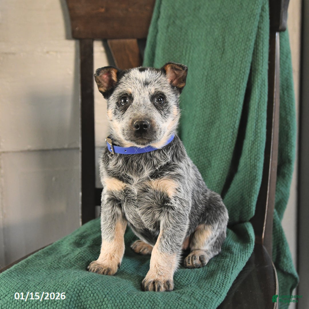 Australian Cattle Dog dogs for sale: Mars  - Ad 2