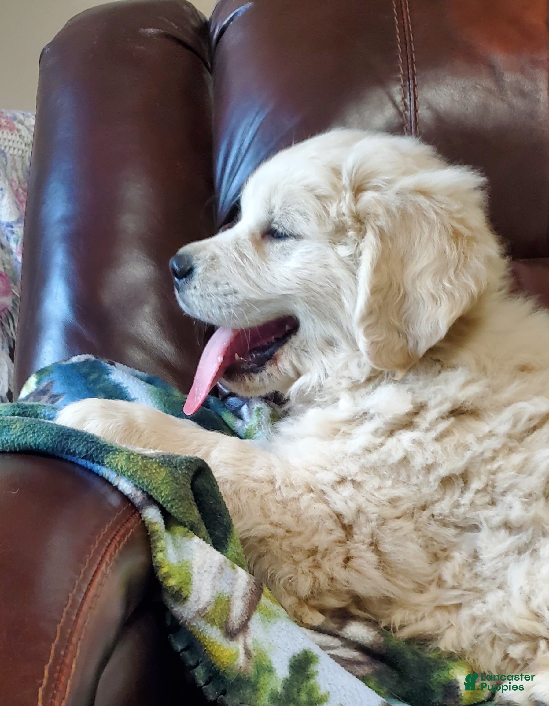 Golden Retriever dogs Ingalls - Ad 2