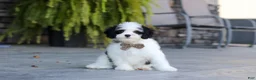 Cavapoo dogs for sale: Brady - Ad 9