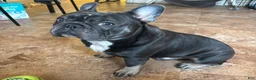 French Bulldog dogs for stud: ACE M. - Ad 2