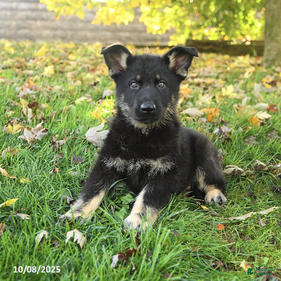 Shepherd Mix White Paws German Shepherd Puppies Giant German