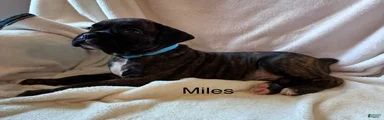 Miles 