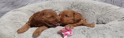 Mini Goldendoodle dogs for sale: Melody 🌷GenClearParents - Ad 3