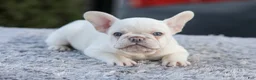French Bulldog dogs for sale: Drake - Ad 2