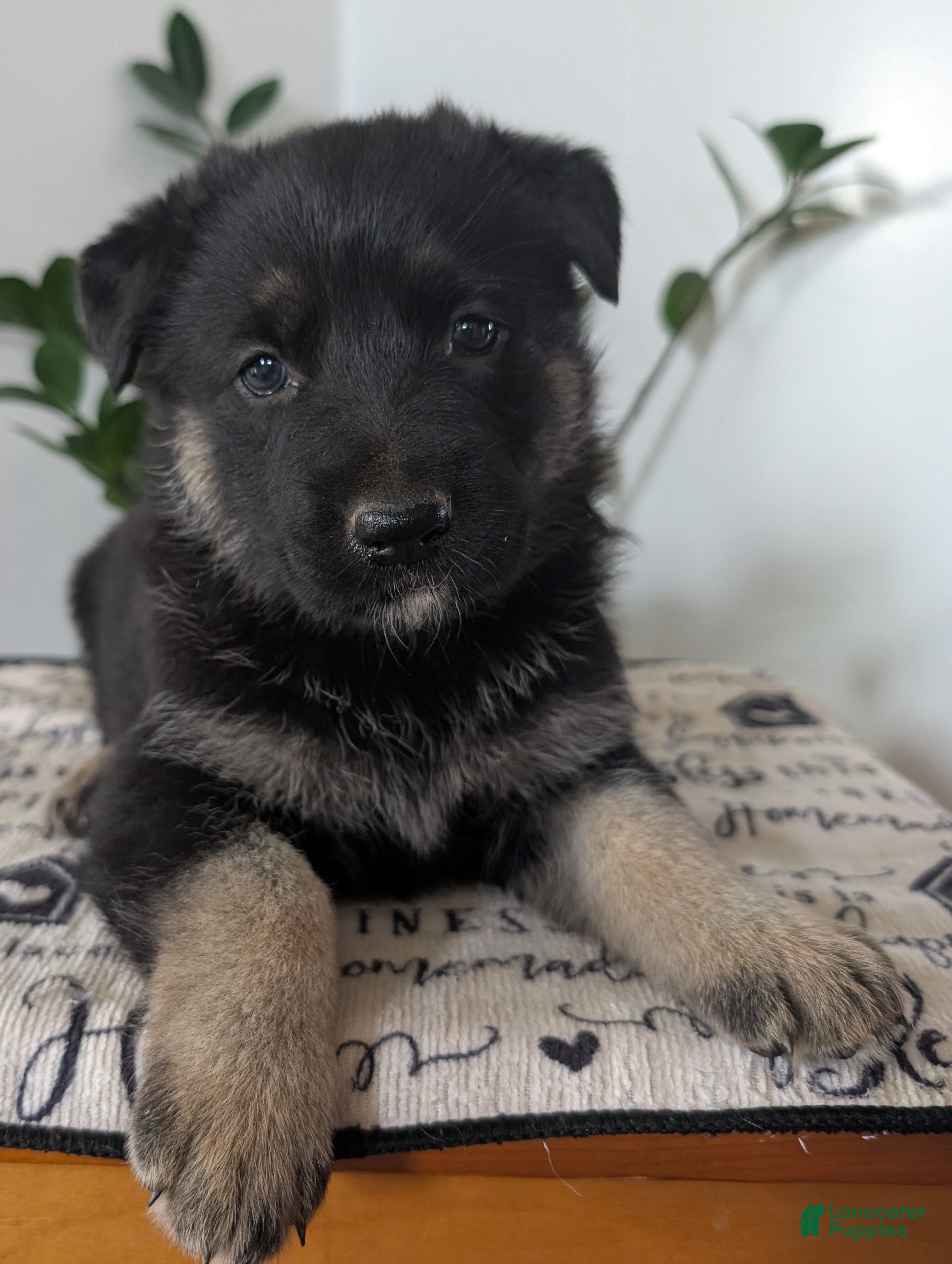 German Shepherd dogs Mandi  - Ad 2