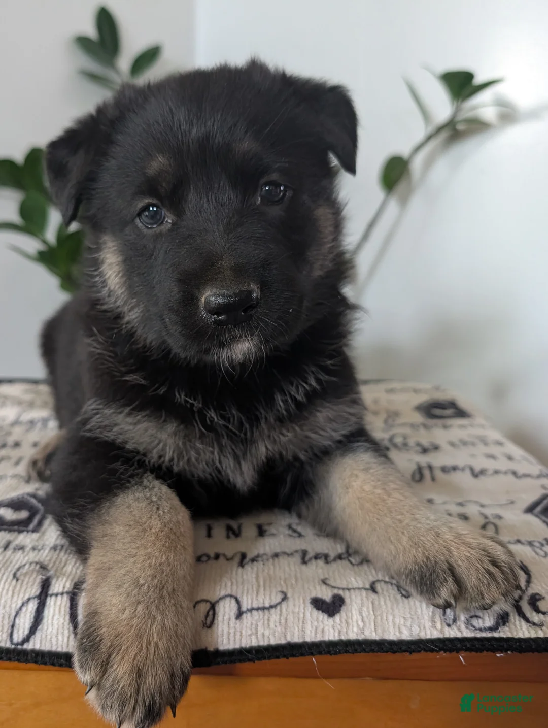 German Shepherd dogs for sale: Mandi  - Ad 2
