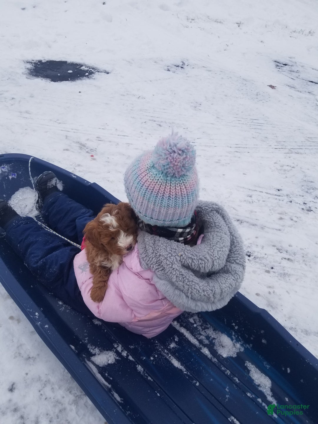 Mini Goldendoodle dogs for sale: Mini Goldendoodle Puppy 2 - Ad 8