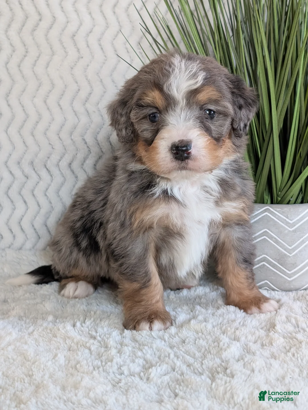 Mini Bernedoodle dogs for sale: Mini River  - Ad 8