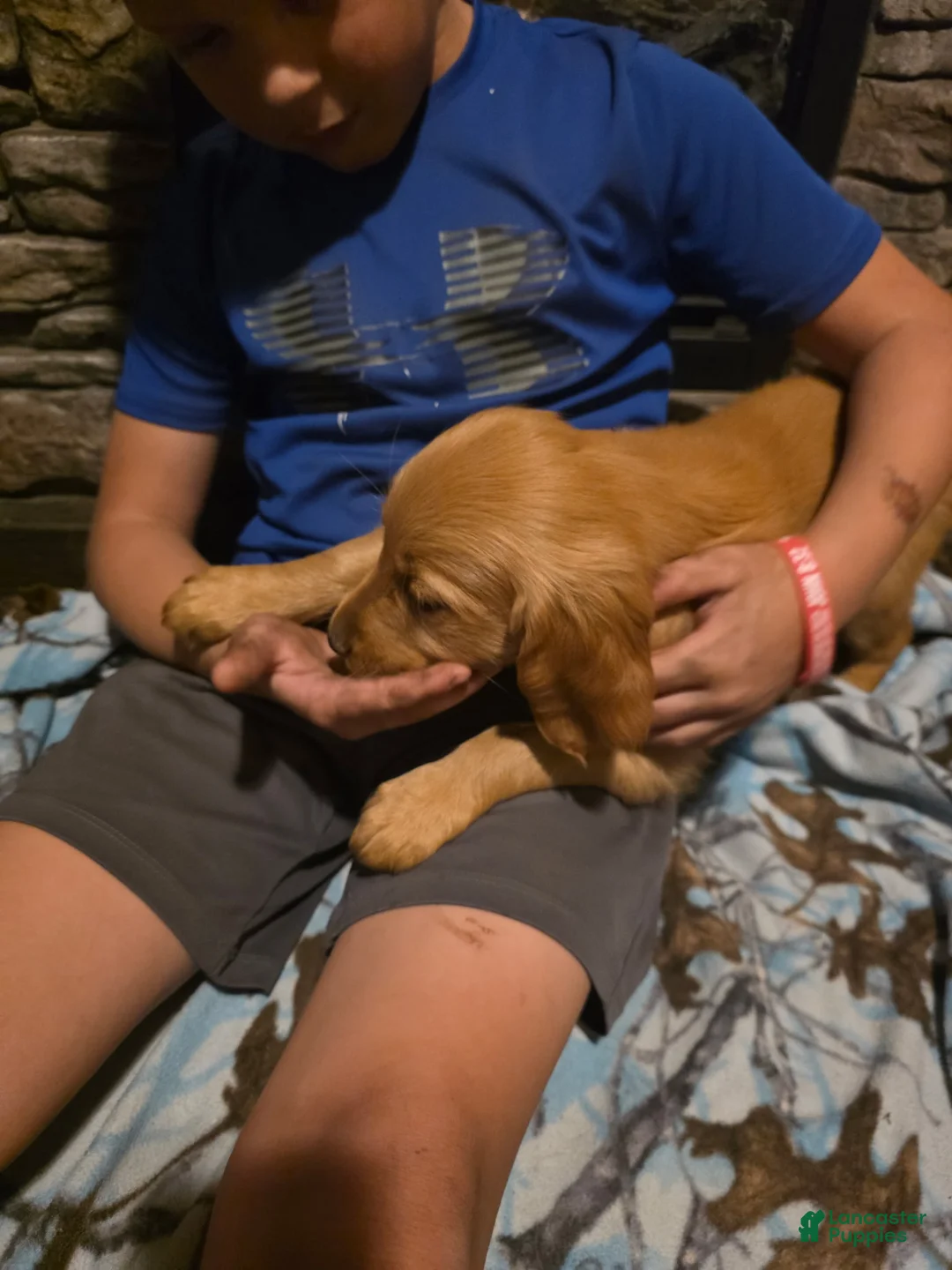 Golden Retriever dogs for sale: Cola - Ad 2