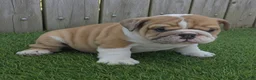 English Bulldog dogs for sale: Diesel - Ad 3