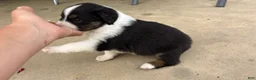 Miniature Australian Shepherd dogs for sale: #7 Black Tri Male - Ad 2