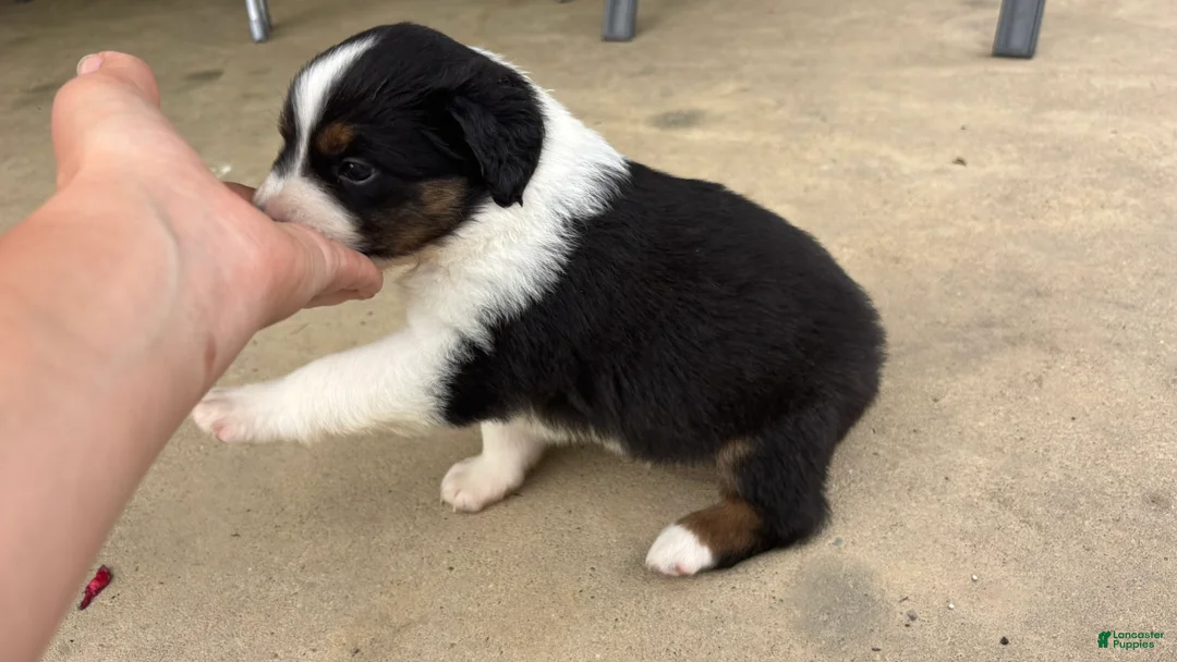 Miniature Australian Shepherd dogs for sale: #7 Black Tri Male - Ad 2