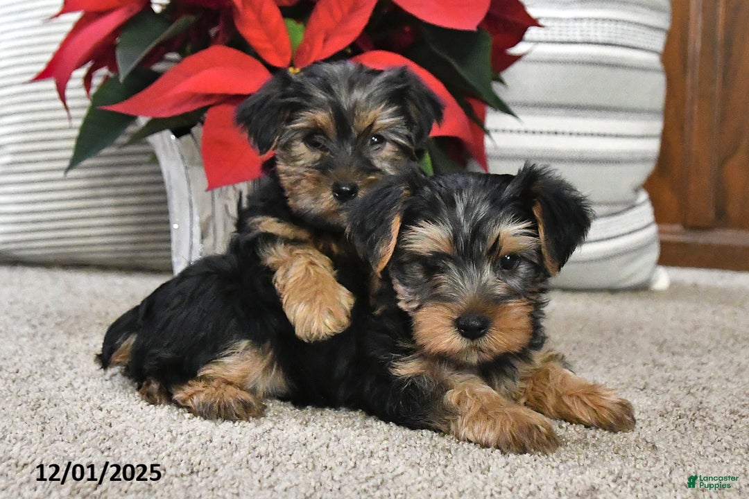 Yorkshire Terrier dogs for sale: Asher - Ad 3