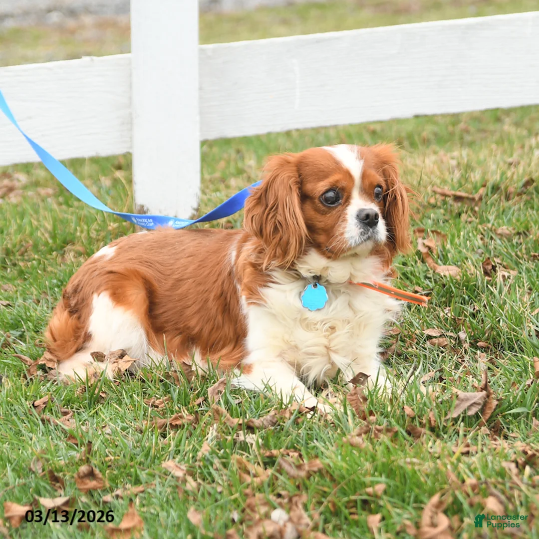 Cavalier King Charles Spaniel dogs for sale: Hershey - Ad 2
