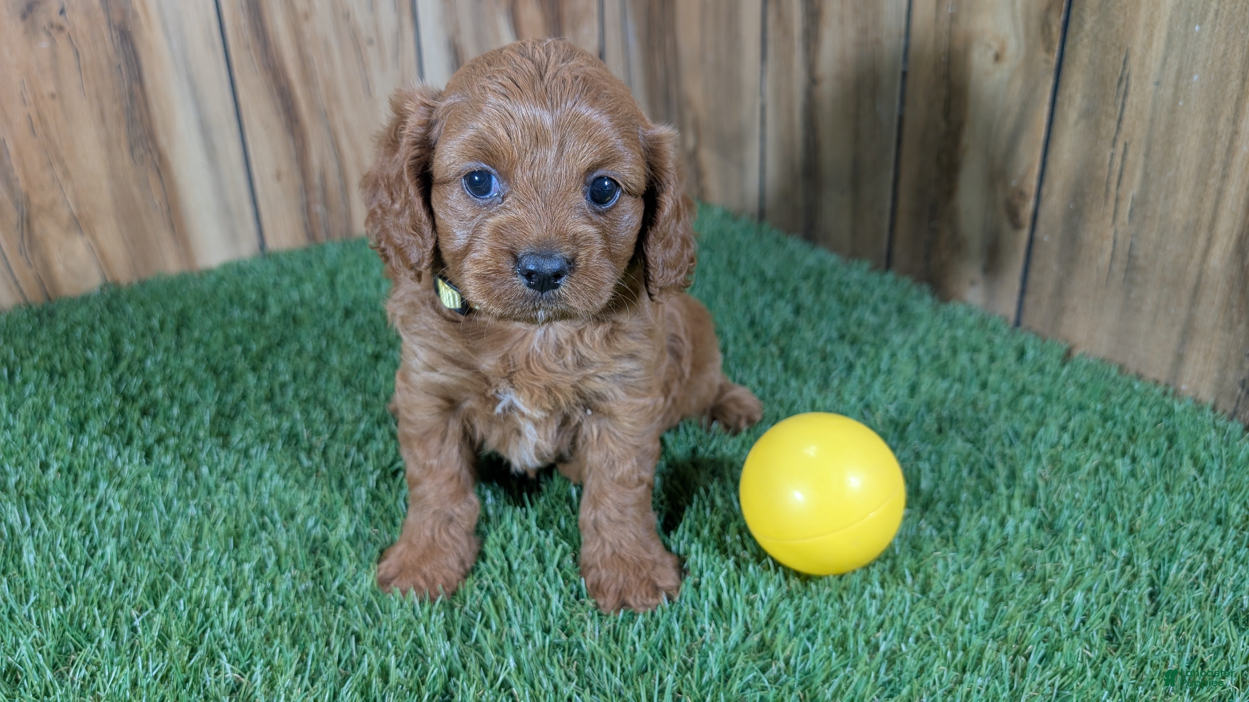 Cavapoo dogs Harlow Girl 2 - Ad 2