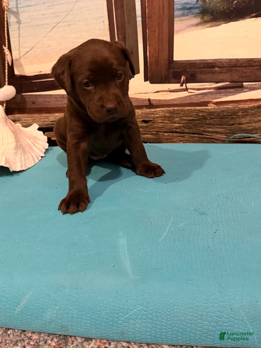 Labrador Retriever dogs for sale: Labrador Retriever LAUDERDALE  - Ad 4