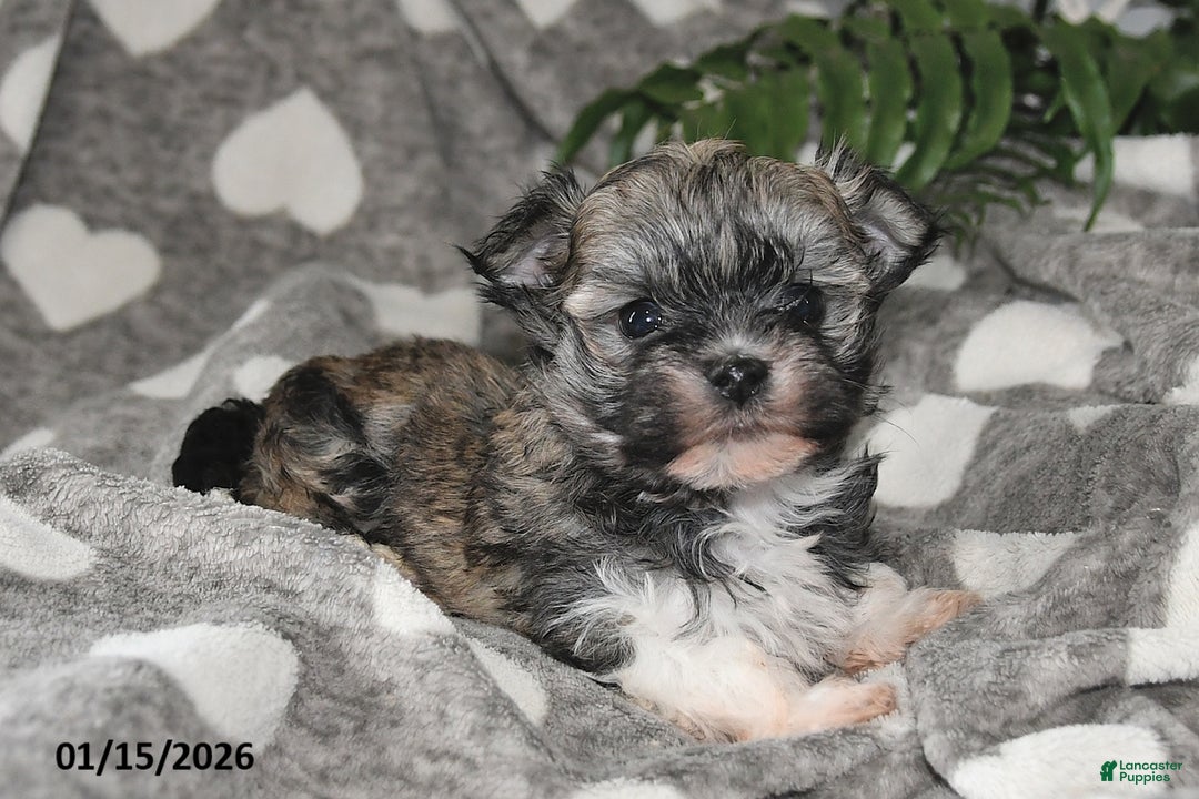 Havanese dogs for sale: Olive - Ad 5