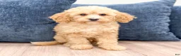 Miniature Poodle dogs for sale: Buddy - Ad 1