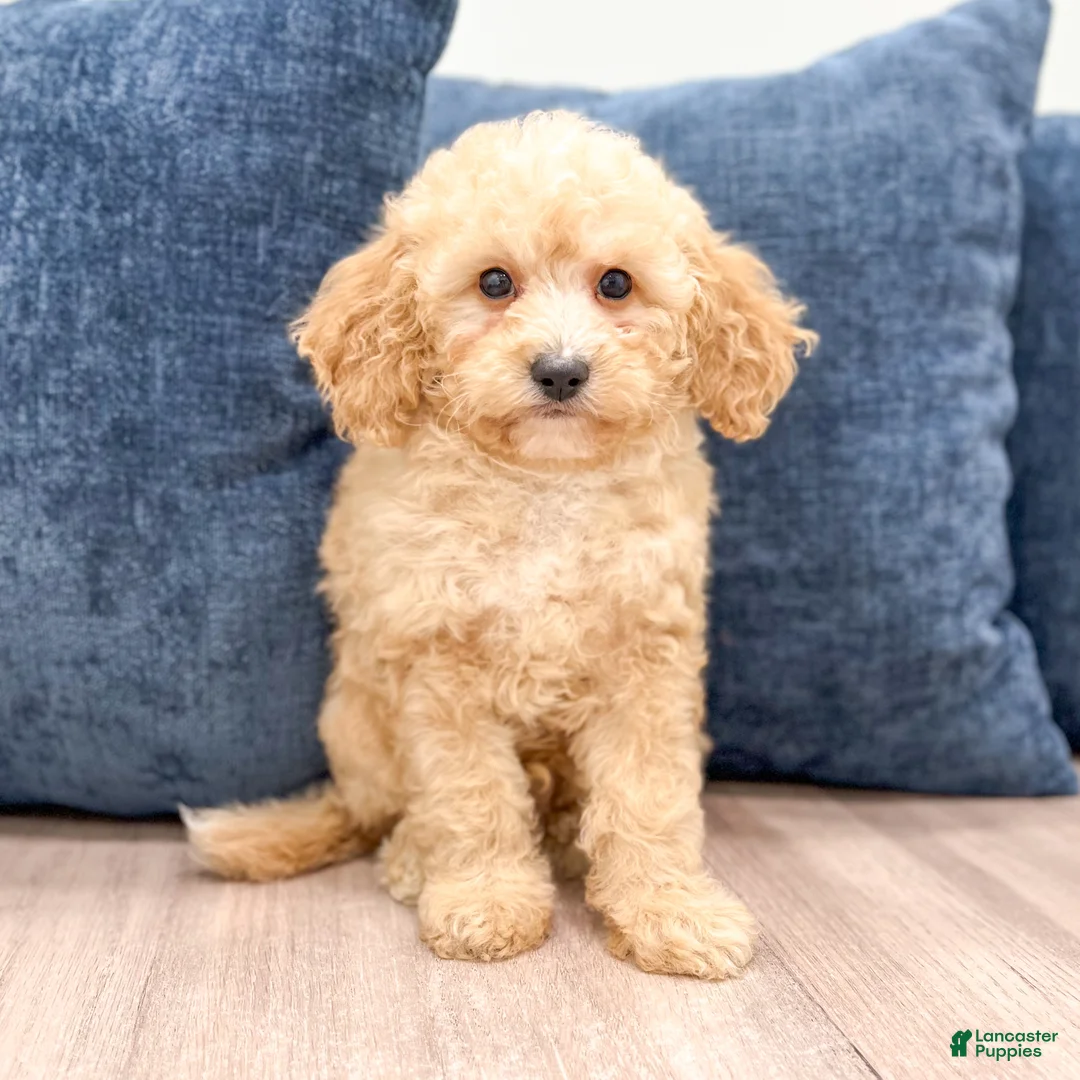 Miniature Poodle dogs for sale: Buddy - Ad 1