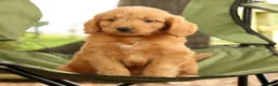 Mini Goldendoodle dogs for sale: Mitch - Ad 8
