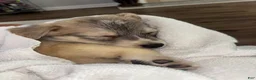 Gerberian Shepsky dogs for sale: Gerberian Shepsky 1 - Ad 1