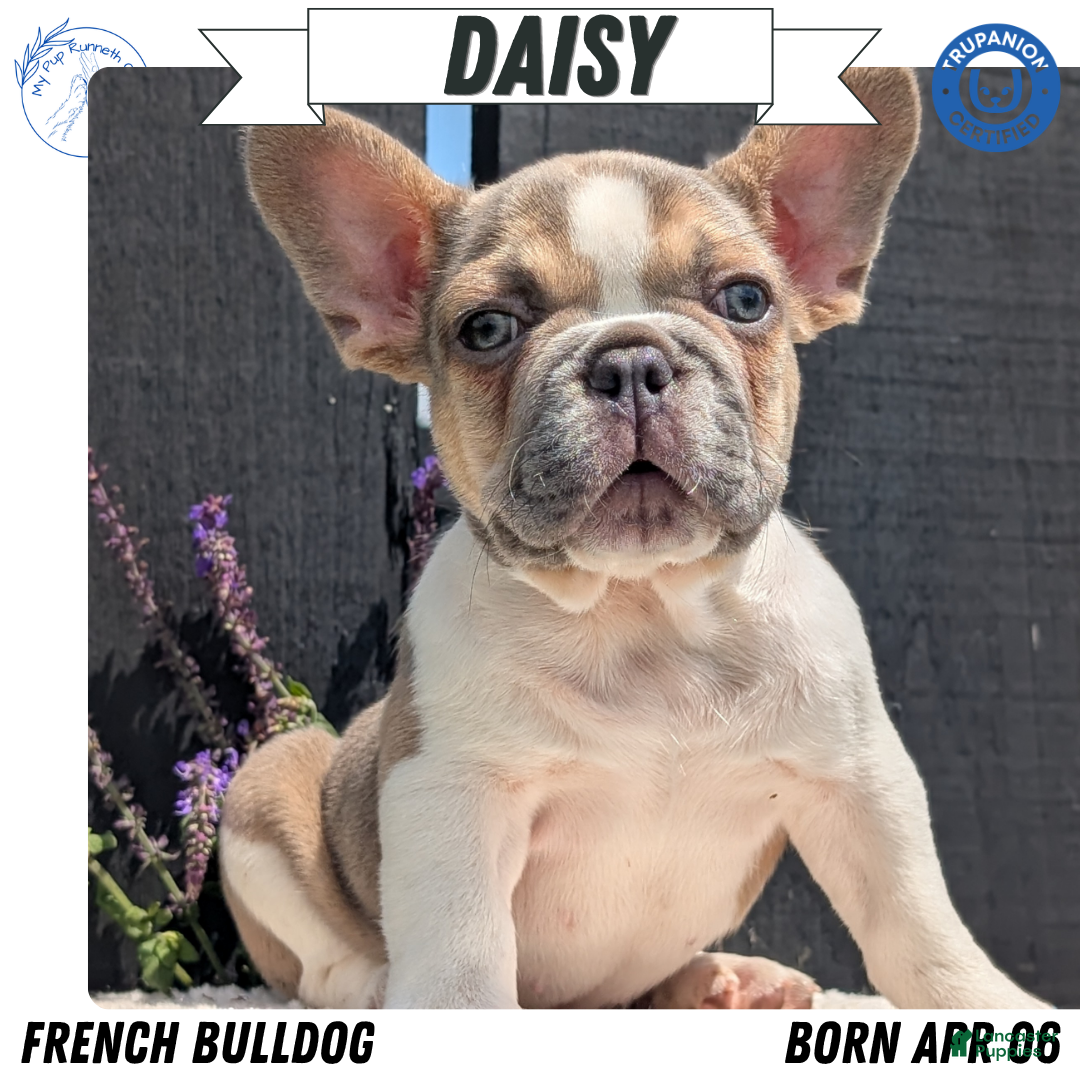 French Bulldog dogs Daisy - Ad 1