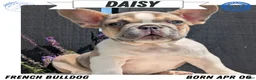 French Bulldog dogs for sale: Daisy - Ad 1