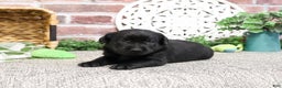 Labrador Retriever dogs for sale: Lawrence - Ad 4