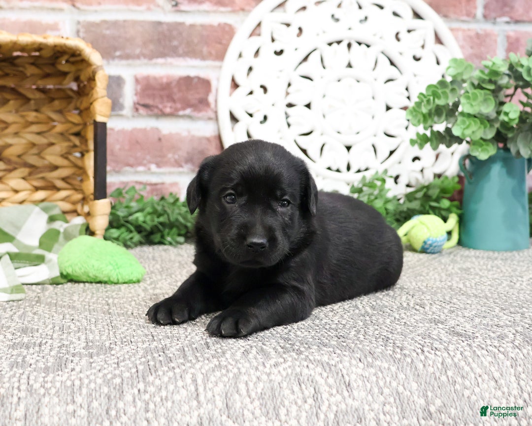 Labrador Retriever dogs for sale: Lawrence - Ad 4