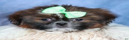 Shih Tzu dogs for sale: MARLEY - Ad 17