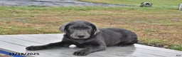 Labrador Retriever dogs for sale: Cash - Ad 1