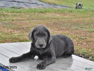 Labrador Retriever dogs Cash - Ad 36