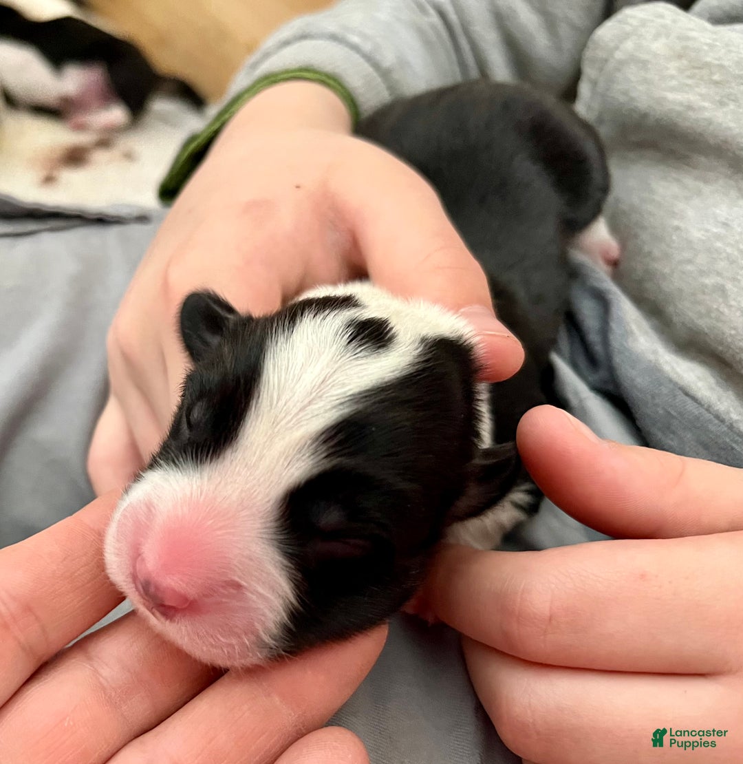 Welsh Corgi Cardigan dogs for sale: Welsh Corgi Cardigan Puppy 7: McFly - Ad 4