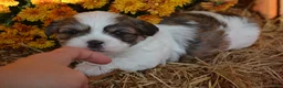 Malshi dogs for sale: Snoopy - Ad 5