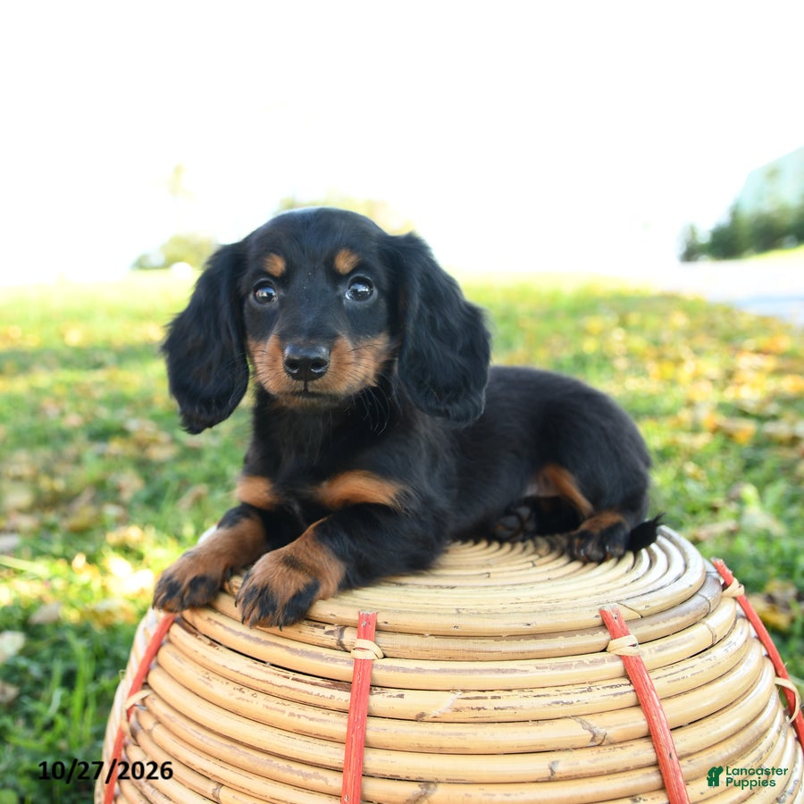 Miniature Dachshund dogs for sale: Pumpkin - Ad 1