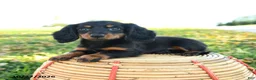 Miniature Dachshund dogs for sale: Pumpkin - Ad 1