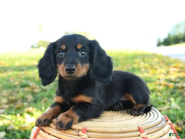 Miniature Dachshund dogs for sale: Pumpkin - Ad 1