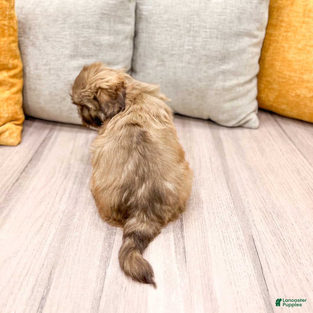 Shih Tzu dogs for sale: Champ - Ad 5